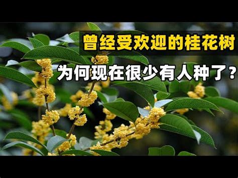 後院種樹風水|一命二運三風水，住宅中前後庭院的風水禁忌你知曉多。